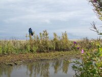 NL, Flevoland, Lelystad, Marker Wadden 4, Saxifraga-Foto Fitis-Sytske Dijksen