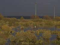 NL, Flevoland, Zeewolde, Harderbroek 3, Saxifraga-Jan Nijendijk