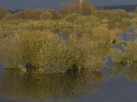NL, Flevoland, Zeewolde, Harderbroek 4, Saxifraga-Jan Nijendijk
