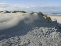 NL, Friesland, Terschelling, Boschplaat 23, Saxifraga-Jan van der Straaten