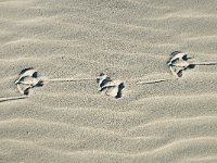 NL, Friesland, Terschelling, Boschplaat 27, Saxifraga-Jan van der Straaten