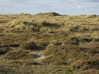 NL, Friesland, Terschelling, Griltjeplak 10, Saxifraga-Marijke Verhagen