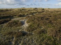 NL, Friesland, Terschelling, Griltjeplak 8, Saxifraga-Marijke Verhagen