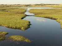 NL, Friesland, Terschelling, Groede 15, Saxifraga-Jan van der Straaten