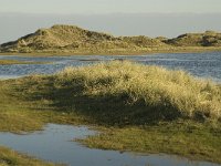 NL, Friesland, Terschelling, Groede 18, Saxifraga-Jan van der Straaten