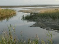 NL, Friesland, Terschelling, Groene strand 2, Saxifraga-Hans Boll