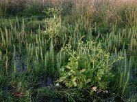 NL, Friesland, Terschelling, Groene strand 3, Saxifraga-Hans Boll