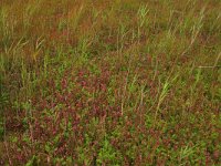 NL, Friesland, Terschelling, Hoorn 1, Saxifraga-Hans Boll