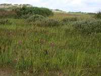 NL, Friesland, Terschelling, Hoorn 11, Saxifraga-Hans Boll