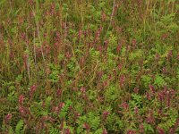 NL, Friesland, Terschelling, Hoorn 2, Saxifraga-Hans Boll