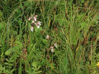 NL, Friesland, Terschelling, Hoorn 6, Saxifraga-Hans Boll