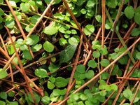 NL, Friesland, Terschelling, Midsland 6, Saxifraga-Hans Boll