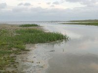 NL, Friesland, Terschelling, Noordsvaarder 4, Saxifraga-Hans Boll