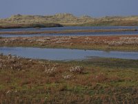 NL, Friesland, Terschelling, Noordvaarder 41, Saxifraga-Hans Boll