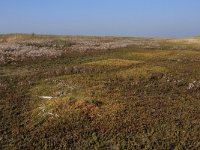 NL, Friesland, Terschelling, Noordvaarder 47, Saxifraga-Hans Boll