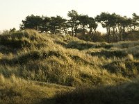 NL, Friesland, Terschelling, Rimkeskooi 3, Saxifraga-Jan van der Straaten