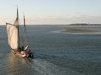 NL, Friesland, Terschelling, Terschellinger wad 14, Saxifraga-Hans Boll