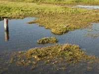 NL, Friesland, Terschelling, Wierschuur 10, Saxifraga-Marijke Verhagen