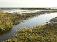 NL, Friesland, Terschelling, Wierschuur 18, Saxifraga-Marijke Verhagen