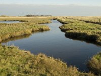 NL, Friesland, Terschelling, Wierschuur 20, Saxifraga-Marijke Verhagen