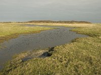 NL, Friesland, Terschelling, Wierschuur 6, Saxifraga-Marijke Verhagen