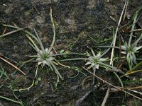 NL, Friesland, Terschelling, central valleys 5, Saxifraga-Hans Boll