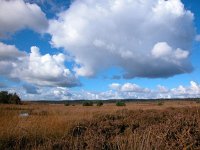 NL, Gelderland, Apeldoorn, Asselse Heide 3, Saxifraga-Bart Vastenhouw