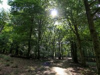 NL, Gelderland, Apeldoorn, Hoog Soeren 7, Saxifraga-Bart Vastenhouw