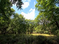 NL, Gelderland, Apeldoorn, Hoog Soeren 8, Saxifraga-Bart Vastenhouw