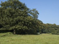 NL, Gelderland, Arnhem, Klarenbeek 6, Saxifraga-Marijke Verhagen