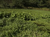 NL, Gelderland, Arnhem, Zijpendaal 4, Saxifraga-Jan van der Straaten