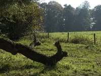 NL, Gelderland, Arnhem, Zijpendaal 6, Saxifraga-Marijke Verhagen