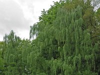 Arboretum Belmonte #16371 : Arboretum Belmonte, Wageningen
