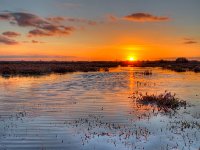 Sunset over dutch wetland  Sunset over dutch wetland in the province of groningen : Haren, Netherlands, Zuidlaardermeer, agrarisch, agrarische, agricultural, agriculture, autumn, autumn color, balconies, biotoop, countryside, creative nature, dawn, dusk, dutch, environment, field, grass, groningen, habitat, herfst, herfstkleur, holland, landbouw, landscape, landschap, natural, nature, nature reserve, natuur, natuurbeheer, natuurbeleid, natuurlijk, natuurlijke, nederland, omgeving, onnen, onnerpolder, orange, pasture, rudmer zwerver, rural, schemer, schemering, sunrise, sunset, twilight, water, weiland, zonsondergang