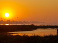 Sunrise at lake  Sunrise at lake with flying birds : Netherlands, Zuidlaardermeer, autumn, biotoop, bird, birds, dusk, dutch, europa, europe, european, europese, fall, fog, gloed, glow, haze, herfst, herfstkleur, holland, lake, landscape, landschap, lucht, meer, mist, natura 2000, natural, nature, nature conservation, nature reserve, natuur, natuurbehoud, natuurlijk, natuurlijke, natuurreservaat, nederland, nederlands, nevel, omgeving, onnerpolder, oostpolder, orange, oranje, reed, riet, rudmer zwerver, schemering, sky, sunrise, uitzicht, vogel, vogels, water, wetland, zonsopgang