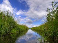 Typical dutch ditch  Freshwater ditch in dutch polder landscape : Polder, aan het water, agrarische, agricultural, agriculture, beautiful, beauty, blauw, blue, calm, canal, clean, cloud, clouds, colour, country, creation, creative nature, ditch, drain, dutch, fresh, freshwater, fris, gras, grass, green, groen, groningen, holland, kalm, kanaal, kleur, land, landbouw, landelijk, landscape, landschap, lente, licht, light, lucht, management, meadow, mood, natural, nature, natuur, natuurlijk, nederland, niemand, nobody, reed, reeds, reflectie, reflection, riet, rudmer zwerver, rural, schoon, sky, sloot, spring, springtime, stunning, summer, water, waterfront, waterkwaliteit, waterlevel, watermangement, waterquality, waterschap, weide, wolk, wolken, zoet water, zomer