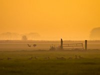 Raptor is overlooking fields  Raptor is overlooking fields during spectacular orange sunset : Netherlands, Noordenveld, atmosphere, autumn, bird, bird of prey, boom, creative nature, crow, dageraad, dawn, dusk, dutch, fence, field, fog, gans, gate, geel, goose, gras, grass, groningen, haze, hek, hekwerk, hemel, herfst, holland, hoogtezon, kraai, landelijk, landscape, leek, leekstermeer, lente, licht, light, matsloot, mist, natura 2000, natural, nature, natuur, natuurlijk, nederland, nederlands, nevel, omheining, orange, oranje, raptor, roofvogel, rudmer zwerver, rural, sandebuur, scene, schemering, sfeer, sky, spectaculair, spectacular, spring, summer, sun, sunbeam, sunlight, sunray, sunrise, sunset, sunshine, tree, veld, vogel, yellow, zomer, zon, zonlicht, zonneschijn, zonnestraal, zonsondergang, zonsopgang