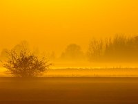 Geese are foraging  Geese are foraging in the field during spectaculair orange sunset : Netherlands, Noordenveld, atmosphere, autumn, bird, bird of prey, boom, creative nature, crow, dageraad, dawn, dusk, dutch, fence, field, fog, gans, gate, geel, goose, gras, grass, groningen, haze, hek, hekwerk, hemel, herfst, holland, hoogtezon, kraai, landelijk, landscape, leek, leekstermeer, lente, licht, light, matsloot, mist, natura 2000, natural, nature, natuur, natuurlijk, nederland, nederlands, nevel, omheining, orange, oranje, raptor, roofvogel, rudmer zwerver, rural, sandebuur, scene, schemering, sfeer, sky, spectaculair, spectacular, spring, summer, sun, sunbeam, sunlight, sunray, sunrise, sunset, sunshine, tree, veld, vogel, yellow, zomer, zon, zonlicht, zonneschijn, zonnestraal, zonsondergang, zonsopgang