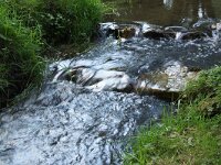 NL, Limburg, Gulpen-Wittem, Gulp 1, Saxifraga-Foto Fitis-Sytske Dijksen