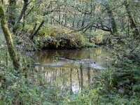 NL, Limburg, Leudal, Leudal 1, Saxifraga-Foto Fitis-Sytske Dijksen