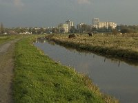 NL, Noord-Brabant, 's-Hertogenbosch, Bossche Broek 2, Saxifraga-Jan van der Straaten