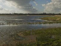 NL, Noord-Brabant, 's-Hertogenbosch, Bossche Broek 29, Saxifraga-Jan van der Straaten