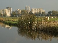 NL, Noord-Brabant, 's-Hertogenbosch, Bossche Broek 3, Saxifraga-Jan van der Straaten