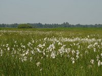 NL, Noord-Brabant, 's-Hertogenbosch, Bossche broek 22, Saxifraga-Willem van Kruijsbergen