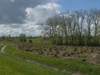 NL, Noord-Brabant, 's-Hertogenbosch, De Koornwaard 19, Saxifraga-Jan van der Straaten