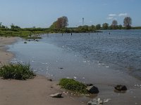 NL, Noord-Brabant, 's-Hertogenbosch, De Koornwaard 37, Saxifraga-Jan van der Straaten