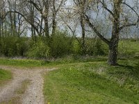 NL, Noord-Brabant, 's-Hertogenbosch, De Koornwaard 4, Saxifraga-Jan van der Straaten