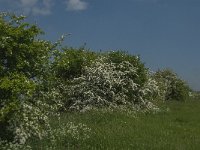 NL, Noord-Brabant, 's-Hertogenbosch, De Koornwaard 60, Saxifraga-Jan van der Straaten