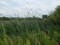 NL, Noord-Brabant, 's-Hertogenbosch, Moerputten 11, Saxifraga-Willem van Kruijsbergen