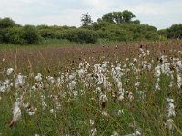 NL, Noord-Brabant, 's-Hertogenbosch, Moerputten 20, Saxifraga-Willem van Kruijsbergen